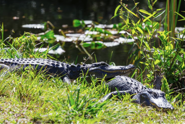 The Unsaid Code of Conduct When You Meet an Alligator Escort